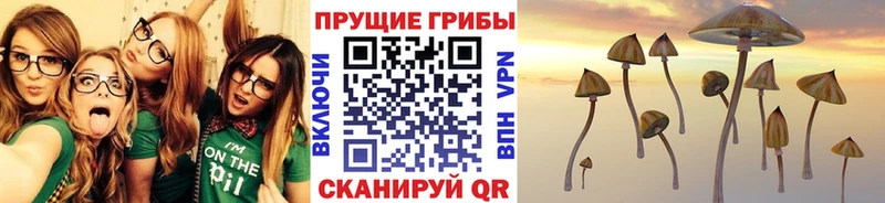 Псилоцибиновые грибы Cubensis  даркнет сайт  Майский 